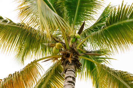 View of a tropical Caribbean Island paradise.の写真素材