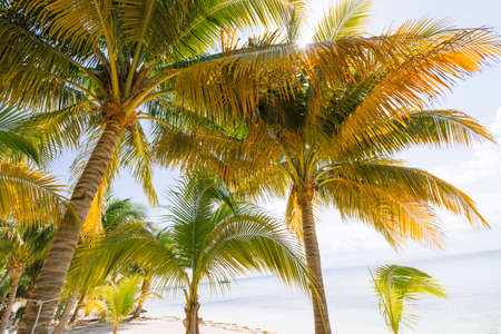 View of a tropical Caribbean Island paradise.の写真素材