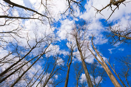 Beautiful forest landscape.の写真素材