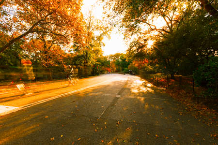 View of Central Park in New York City.の写真素材