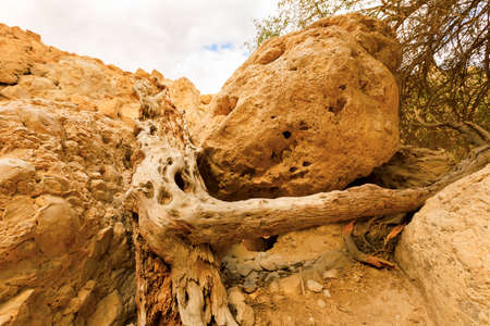 Ein Gedi Nature Reserve in Israel.の写真素材