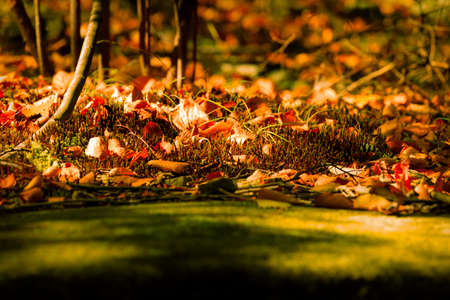 Colorful fall scenery.の写真素材