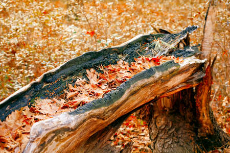 Colorful fall scenery.の写真素材