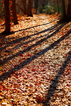 Colorful fall scenery.の写真素材