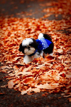 Shih Tzu puppy playing in the fallen leaves.の写真素材