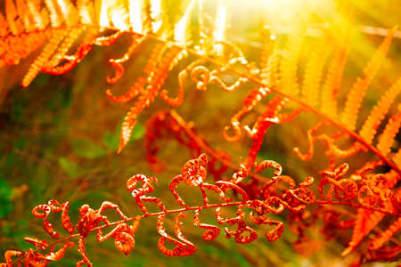 Fall leaf colors.の写真素材