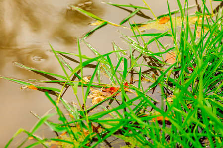 Fall leaf colors.の写真素材