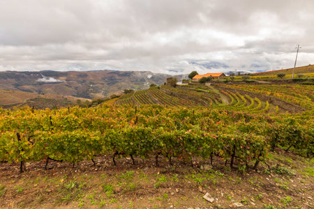 View of grapevines iand landscapes n Douro Valley wineries in Portugalの写真素材