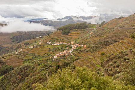 View of grapevines iand landscapes n Douro Valley wineries in Portugalの写真素材