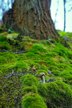Wild mushroom growing in a forest.の写真素材