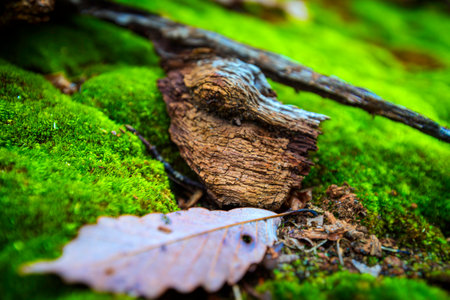 View of a beautiful nature Fall scenery