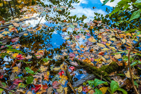 Beautiful fall colors by the forest lake.の写真素材