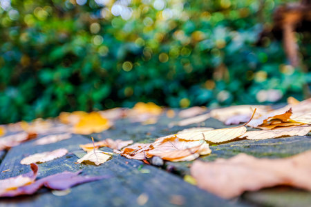 View of a beautiful nature Fall scenery