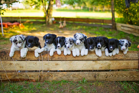 Border CoBorder Collie puppies lifellie puppies