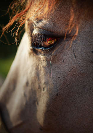Sad sight horse on natureの写真素材