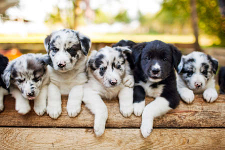 Border CoBorder Collie puppies lifellie puppiesの写真素材