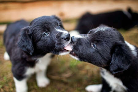 Border CoBorder Collie puppies lifellie puppiesの写真素材