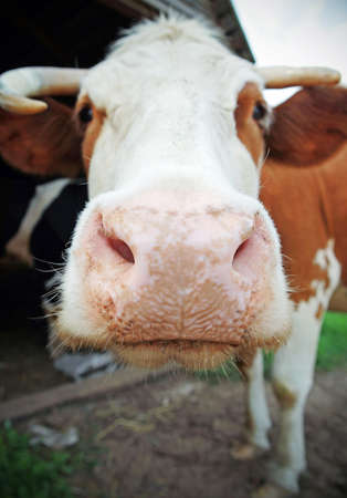 Smiling cow with a big noseの写真素材