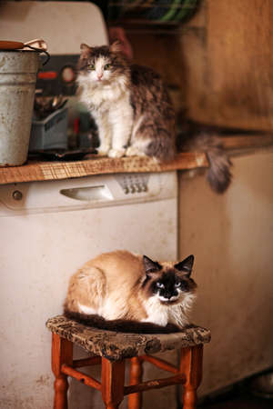 Big, beautiful and joyful cats