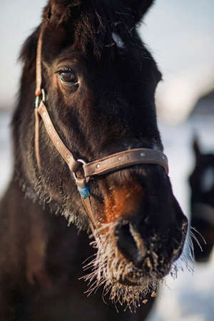 Portrait of a horse frosty winter in Russiaの写真素材