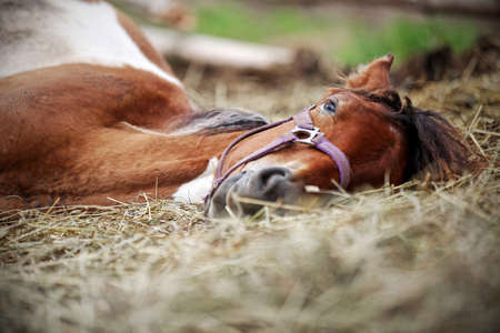 Horse resting in the hay on the farmの写真素材