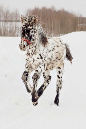 Little foal winter on the farmの写真素材