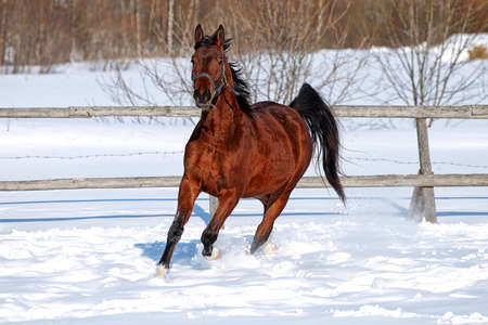 Horse in winter on the farmの写真素材