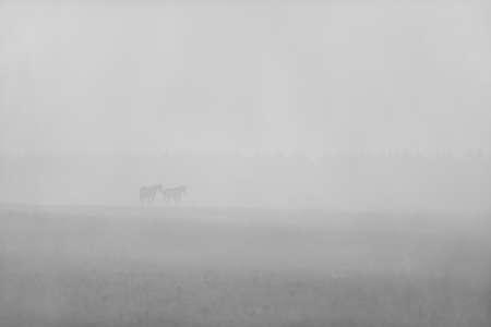 Horses in the fog in remote Russiaの写真素材