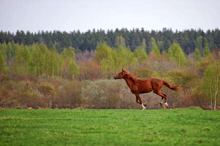 Horse gallop across the field in Russiaの写真素材
