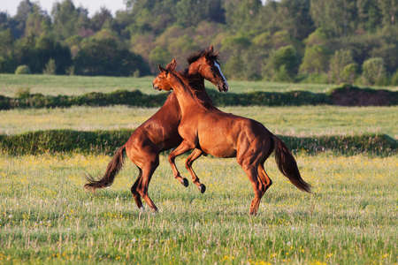 Horses frolic in a field in Russiaの写真素材