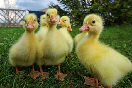 Little ducklings exploring the world around usの写真素材