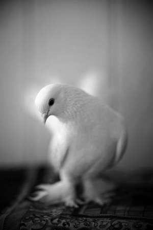 Portrait of a beautiful white doveの写真素材