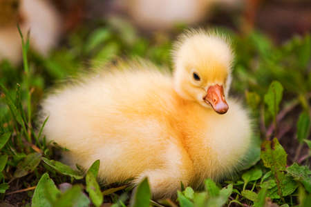 Little ducklings exploring the world around usの写真素材