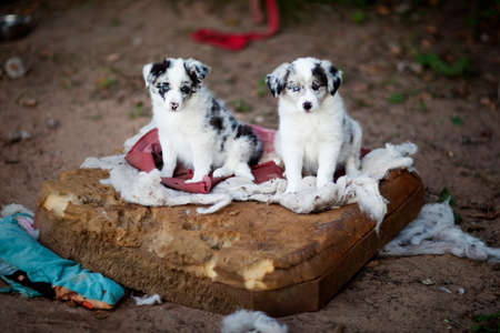 Border Collie puppies learn about the world aroundの写真素材