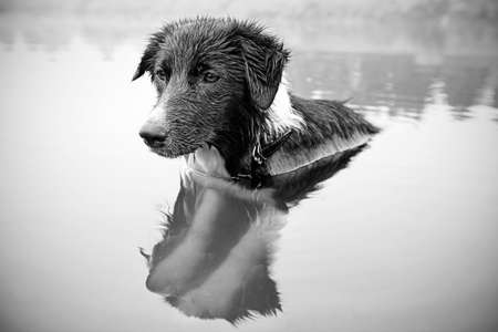 Border Collie while bathing in the riverの写真素材