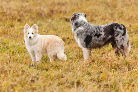 Boder Collie walking on the field in Russiaの写真素材