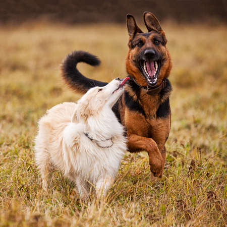 Dogs walking on the field in Russiaの写真素材