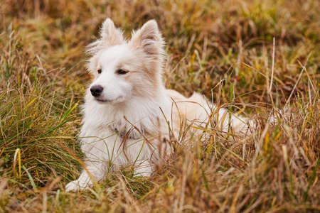 Boder Collie walking in a field in Russiaの写真素材