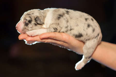 Blind beautiful little puppy at the age of one week sleeping on a female handの写真素材