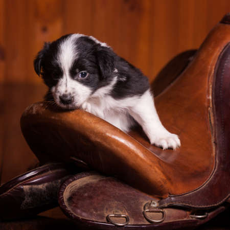 Beautiful month-old puppy rested his head on the old skin saddle for a horse. Not isolatedの写真素材