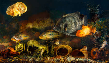 Dreamlike underwater world in an aquarium. Large freshwater fish swim in the aquarium.
