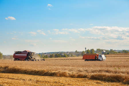 Combine harvester removes wheat in the field. Bread production.の素材 [FY310153337157]