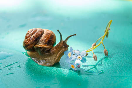 A snail creeps on a green wet surface. Snail and blue flower.