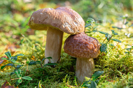 Beautiful white mushroom in the morning sun. Boletus edulis in the natural environment.