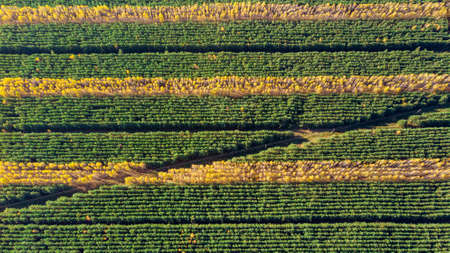autumn forest landscape, striped autumn forest, quadrocopter shooting aerial viewの写真素材