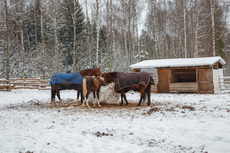Feeding horses at the horse farm. Winter landscape.の写真素材