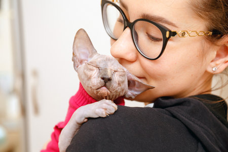 Curious little Canadian Sphynx kitten in a red jacket sits on the shoulder