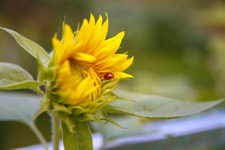 Young blooming bright sunflower flower close-up and ladybugの写真素材