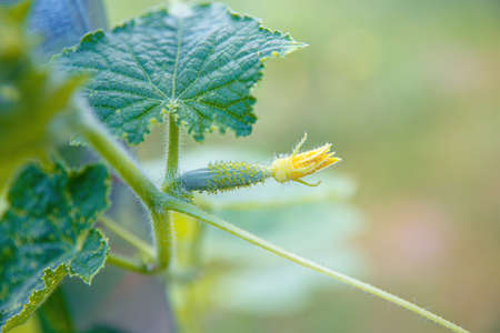 A young ovary of a cucumber with a yellow flower. Soft focus. Juicy fresh cucumber close-up macro on a background of leavesの写真素材