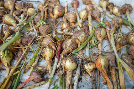 Onionheads are tried on a white cloth close upの写真素材